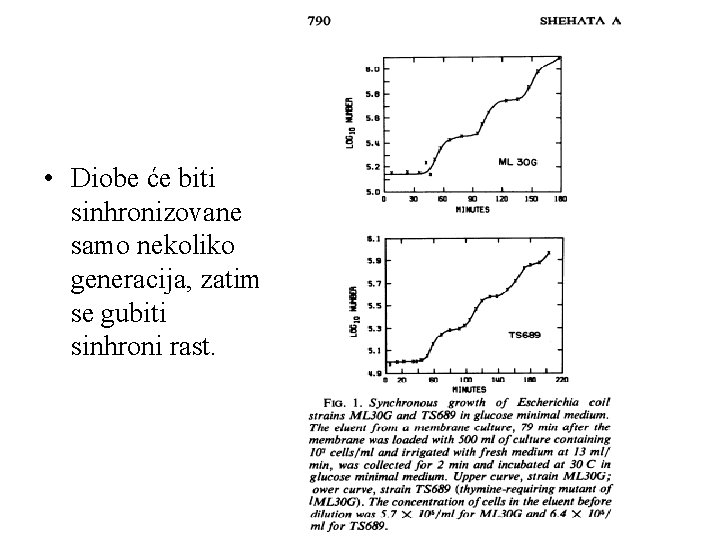  • Diobe će biti sinhronizovane samo nekoliko generacija, zatim se gubiti sinhroni rast.