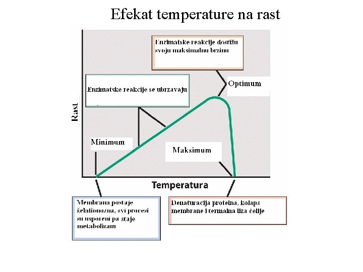 Efekat temperature na rast 