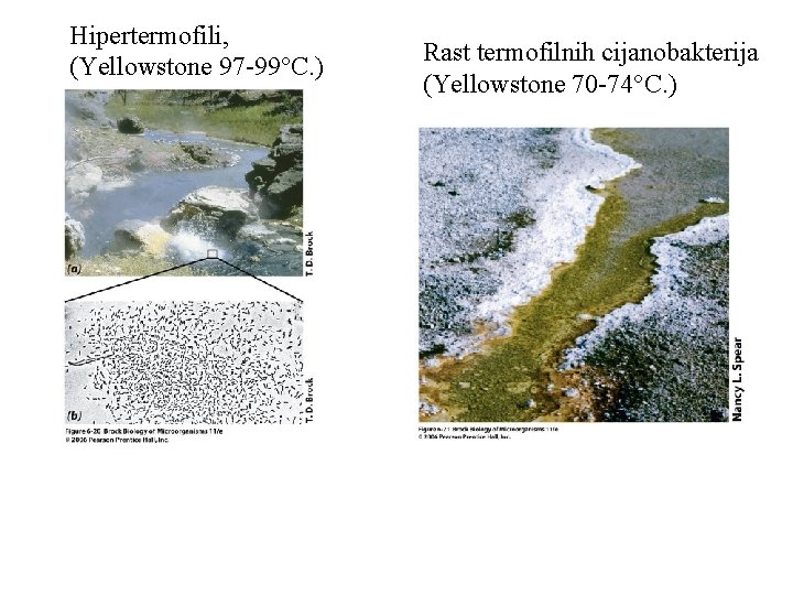 Hipertermofili, (Yellowstone 97 -99 C. ) Rast termofilnih cijanobakterija (Yellowstone 70 -74 C. )
