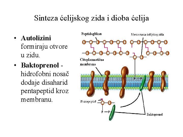 Sinteza ćelijskog zida i dioba ćelija • Autolizini formiraju otvore u zidu. • Baktoprenol