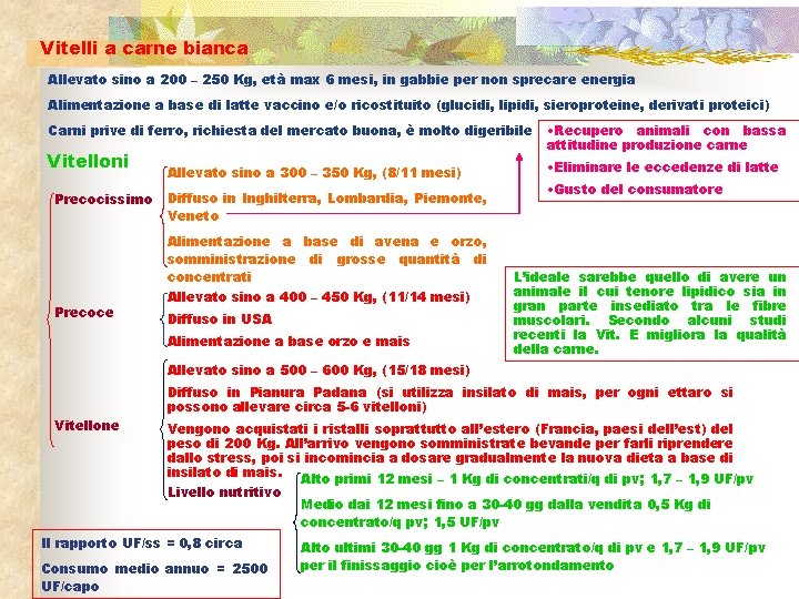 Vitelli a carne bianca Allevato sino a 200 – 250 Kg, età max 6