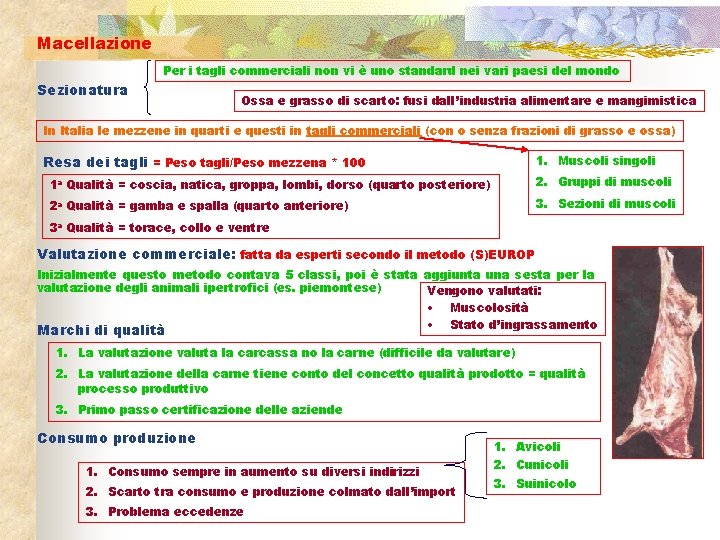 Macellazione Per i tagli commerciali non vi è uno standard nei vari paesi del