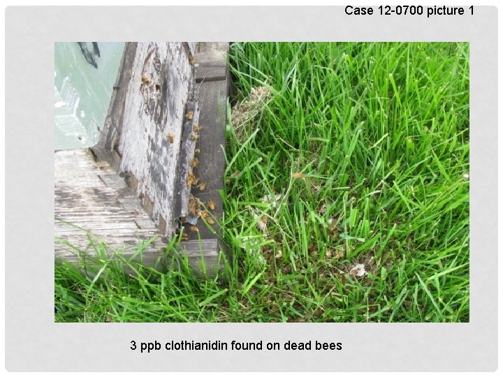 Case 12 -0700 picture 1 3 ppb clothianidin found on dead bees 