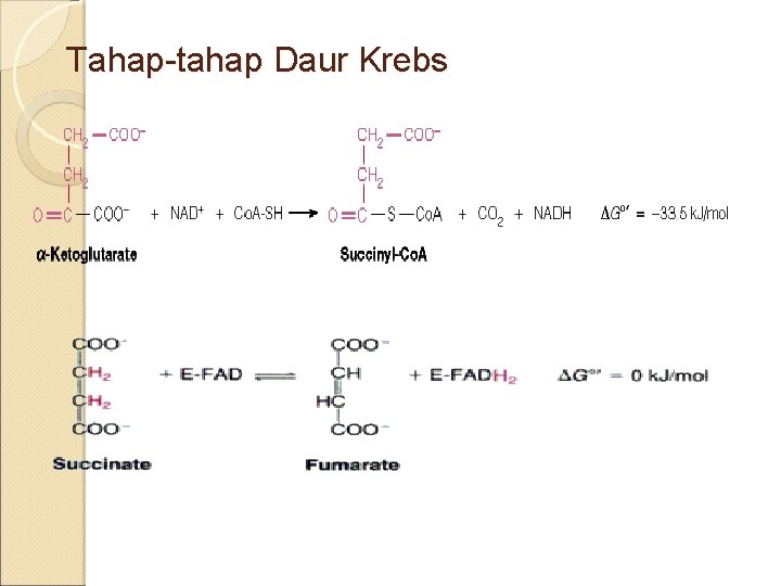 Tahap-tahap Daur Krebs 