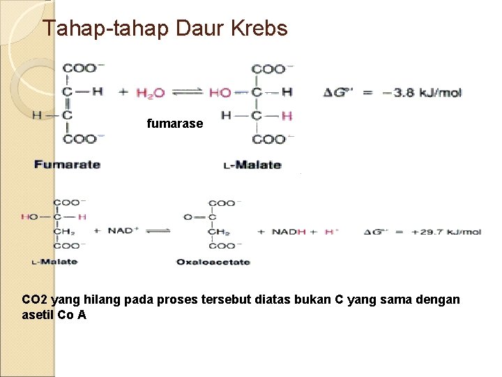 Tahap-tahap Daur Krebs fumarase CO 2 yang hilang pada proses tersebut diatas bukan C