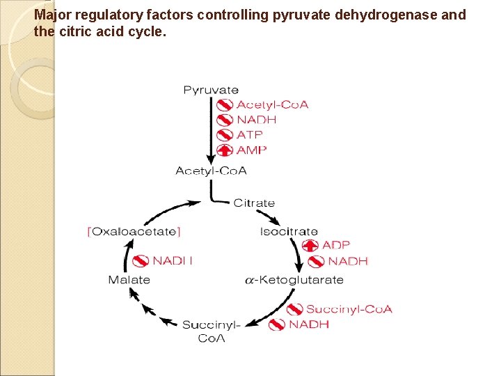 Major regulatory factors controlling pyruvate dehydrogenase and the citric acid cycle. 