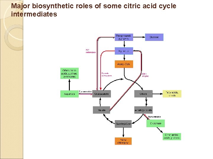 Major biosynthetic roles of some citric acid cycle intermediates 