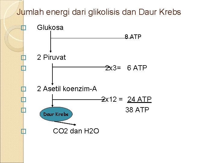 Jumlah energi dari glikolisis dan Daur Krebs � Glukosa 8 ATP � 2 Piruvat