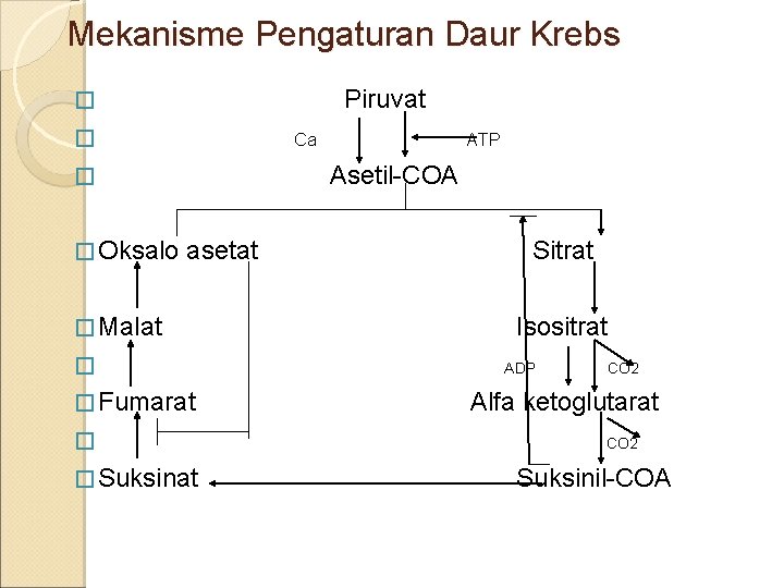 Mekanisme Pengaturan Daur Krebs Piruvat � � Ca Asetil-COA � � Oksalo ATP asetat