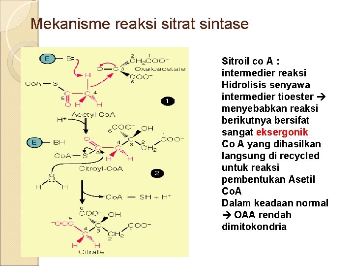 Mekanisme reaksi sitrat sintase Sitroil co A : intermedier reaksi Hidrolisis senyawa intermedier tioester