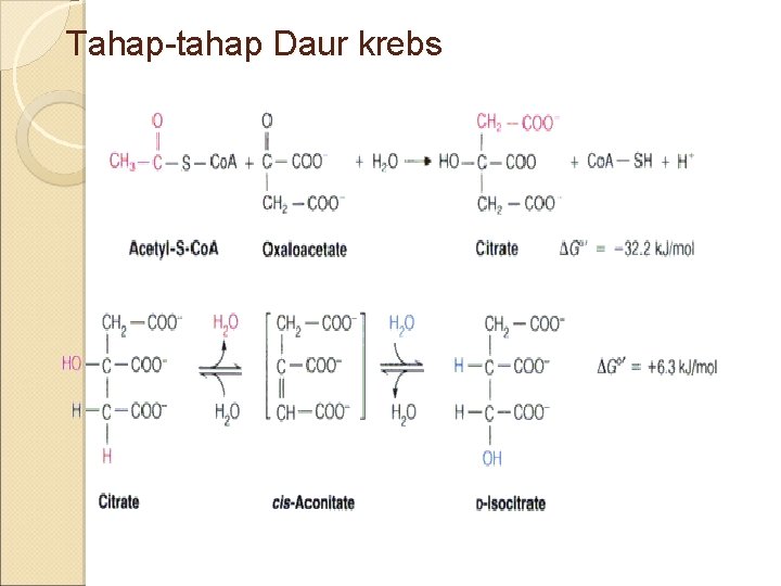 Tahap-tahap Daur krebs 