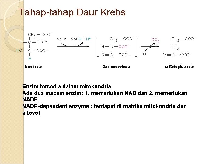 Tahap-tahap Daur Krebs Enzim tersedia dalam mitokondria Ada dua macam enzim: 1. memerlukan NAD