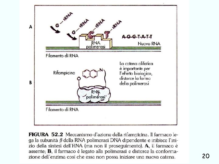 antitubercolari e terapia ragionata Giuseppe Nocentini, Dip. Medicina Clinica e Sperimentale, Università degli Studi