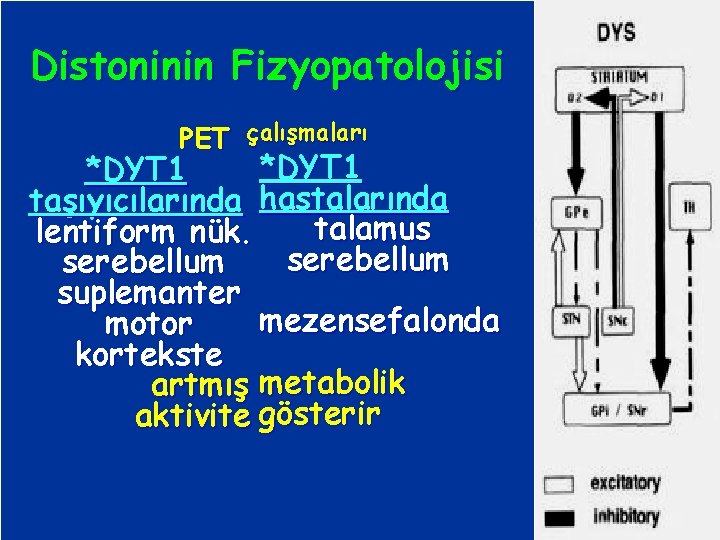 Distoninin Fizyopatolojisi PET çalışmaları *DYT 1 taşıyıcılarında hastalarında talamus lentiform nük. serebellum suplemanter mezensefalonda