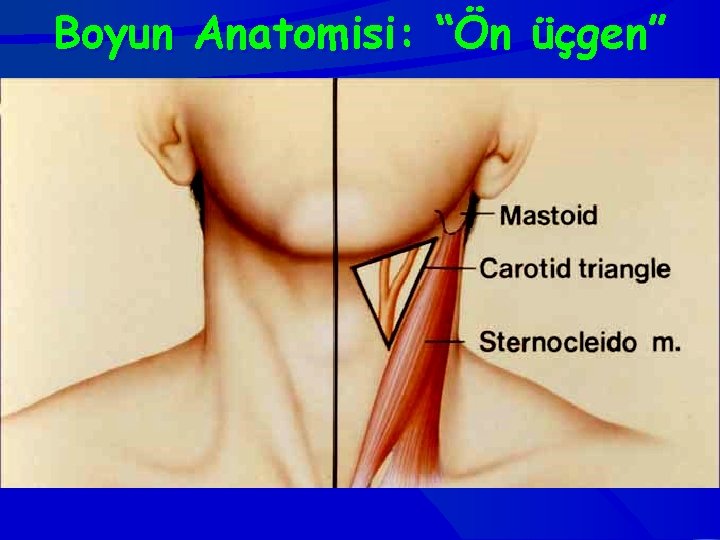 Boyun Anatomisi: “Ön üçgen” 