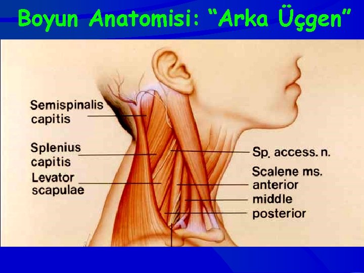 Boyun Anatomisi: “Arka Üçgen” 
