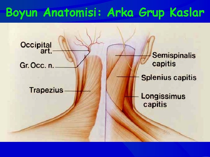 Boyun Anatomisi: Arka Grup Kaslar 