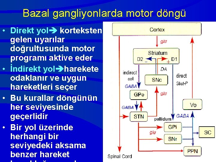 Bazal gangliyonlarda motor döngü • Direkt yol korteksten gelen uyarılar doğrultusunda motor programı aktive