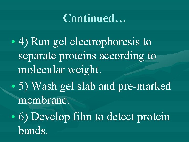 Continued… • 4) Run gel electrophoresis to separate proteins according to molecular weight. •
