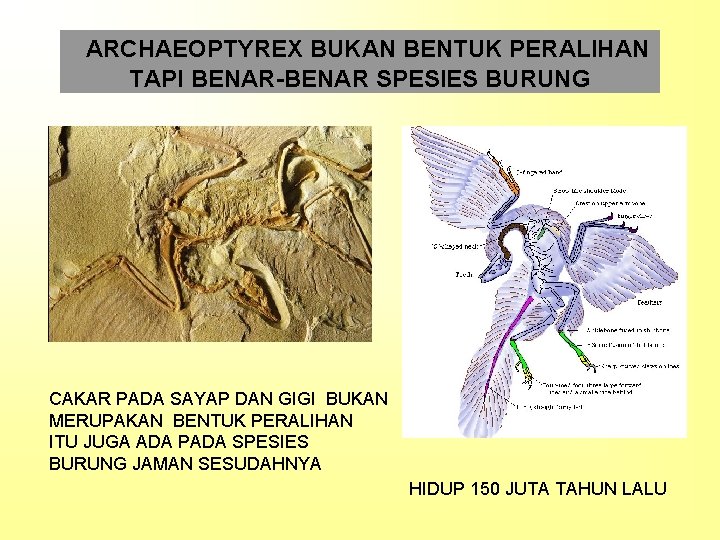 ARCHAEOPTYREX BUKAN BENTUK PERALIHAN TAPI BENAR-BENAR SPESIES BURUNG CAKAR PADA SAYAP DAN GIGI BUKAN