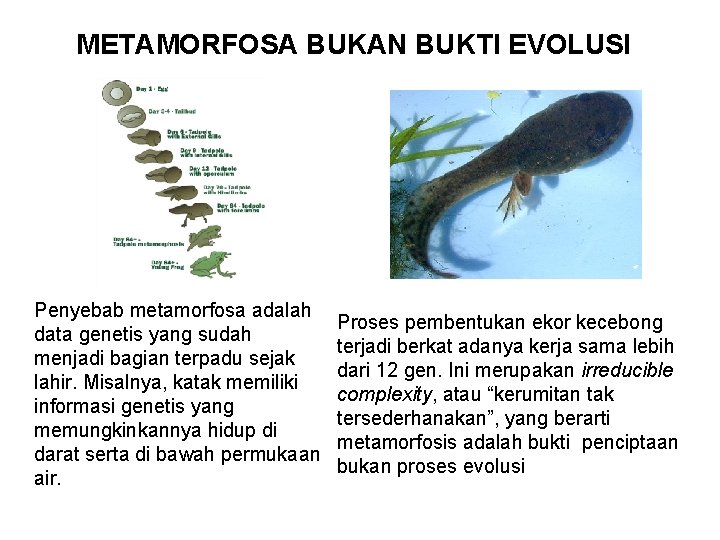 METAMORFOSA BUKAN BUKTI EVOLUSI Penyebab metamorfosa adalah data genetis yang sudah menjadi bagian terpadu