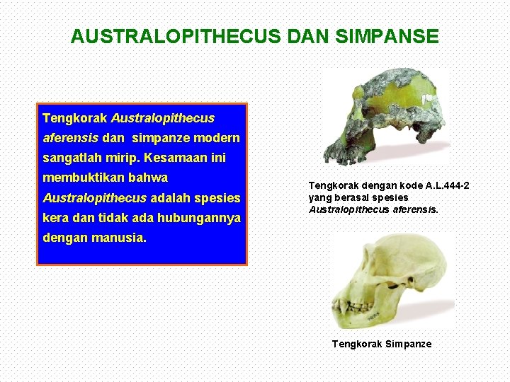 AUSTRALOPITHECUS DAN SIMPANSE Tengkorak Australopithecus aferensis dan simpanze modern sangatlah mirip. Kesamaan ini membuktikan