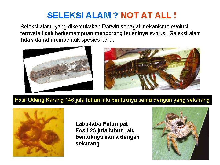 SELEKSI ALAM ? NOT AT ALL ! Seleksi alam, yang dikemukakan Darwin sebagai mekanisme