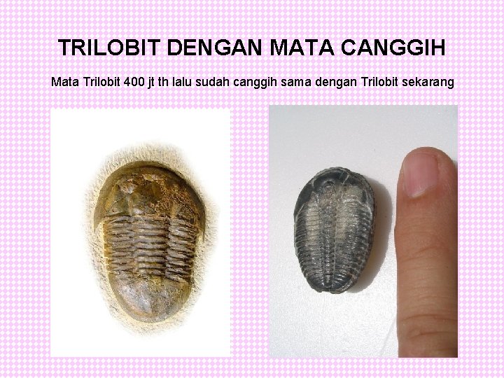 TRILOBIT DENGAN MATA CANGGIH Mata Trilobit 400 jt th lalu sudah canggih sama dengan