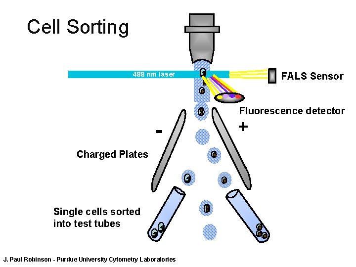 Cell Sorting FALS Sensor 488 nm laser Charged Plates Single cells sorted into test