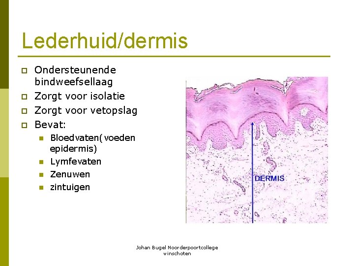 Lederhuid/dermis p p Ondersteunende bindweefsellaag Zorgt voor isolatie Zorgt voor vetopslag Bevat: n n