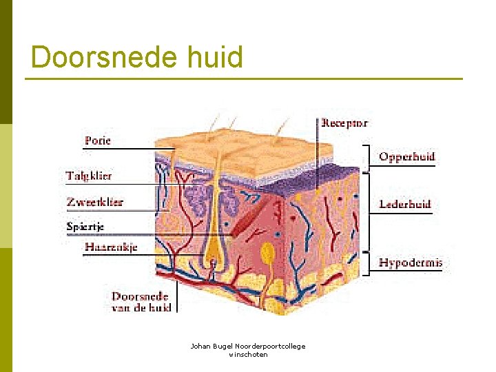 Doorsnede huid Johan Bugel Noorderpoortcollege winschoten 