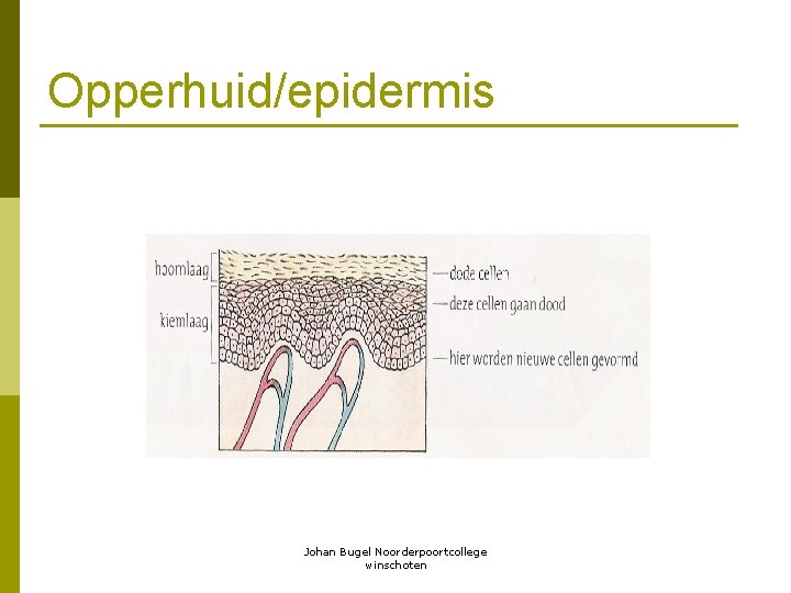 Opperhuid/epidermis Johan Bugel Noorderpoortcollege winschoten 