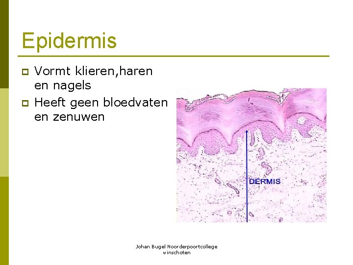 Epidermis p p Vormt klieren, haren en nagels Heeft geen bloedvaten en zenuwen Johan