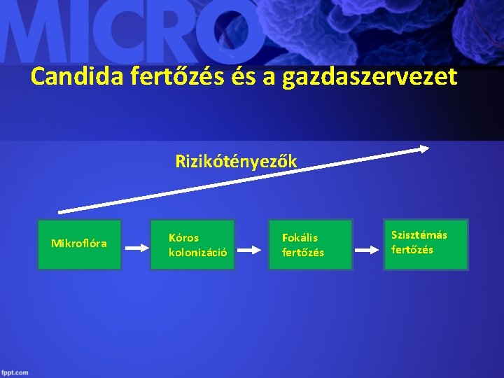 Candida fertőzés és a gazdaszervezet Rizikótényezők Mikroflóra Kóros kolonizáció Fokális fertőzés Szisztémás fertőzés 