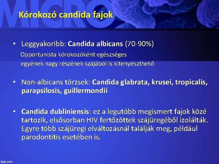 Kórokozó candida fajok • Leggyakoribb: Candida albicans (70 -90%) Opportunista kórokozóként egészséges egyének nagy