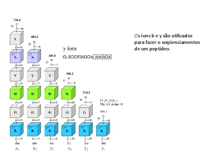 Os íons b e y são utilizados para fazer o seqüenciamentos de um peptídeo.