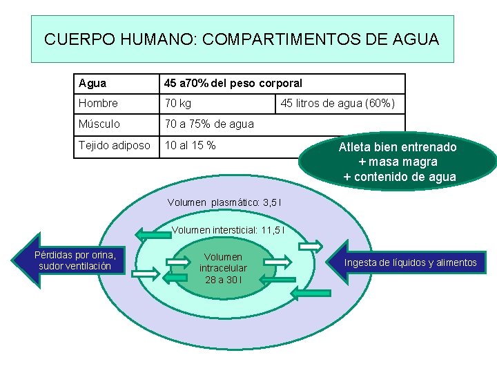 CUERPO HUMANO: COMPARTIMENTOS DE AGUA Agua 45 a 70% del peso corporal Hombre 70