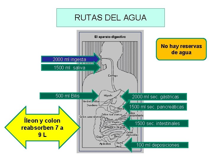 RUTAS DEL AGUA No hay reservas de agua 2000 ml ingesta 1500 ml saliva