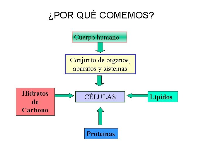 ¿POR QUÉ COMEMOS? Cuerpo humano Conjunto de órganos, aparatos y sistemas Hidratos de Carbono