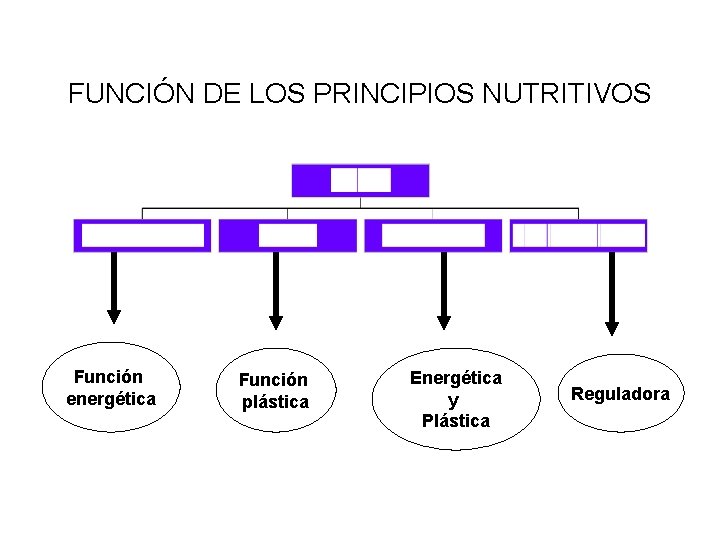 FUNCIÓN DE LOS PRINCIPIOS NUTRITIVOS Función energética Función plástica Energética y Plástica Reguladora 