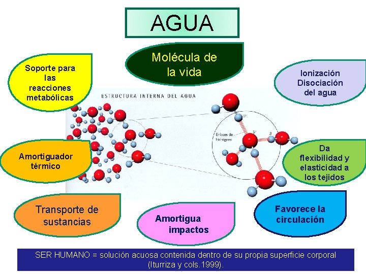 AGUA Soporte para las reacciones metabólicas Molécula de la vida Da flexibilidad y elasticidad