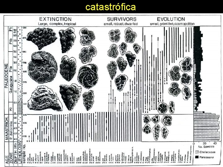 catastrófica 