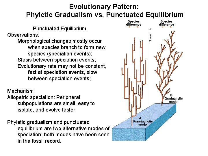 Evolutionary Pattern: Phyletic Gradualism vs. Punctuated Equilibrium Observations: Morphological changes mostly occur when species
