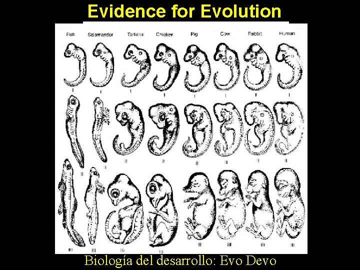 Evidence for Evolution Biología del desarrollo: Evo Devo 