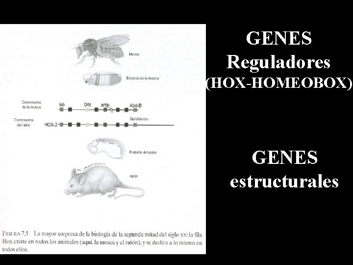 GENES Reguladores (HOX-HOMEOBOX) GENES estructurales 