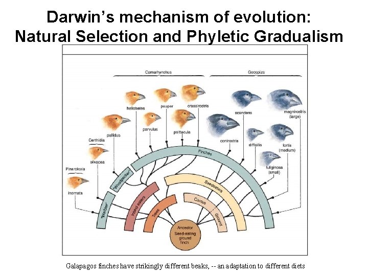Darwin’s mechanism of evolution: Natural Selection and Phyletic Gradualism Galapagos finches have strikingly different