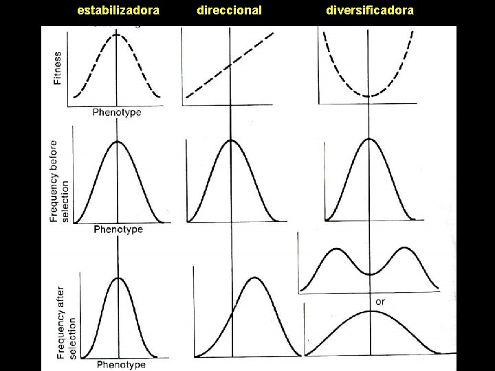 estabilizadora direccional diversificadora 