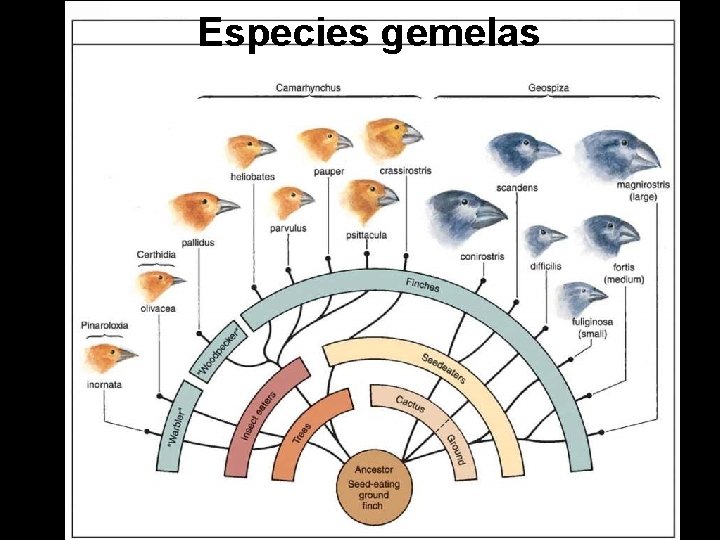 Especies gemelas 