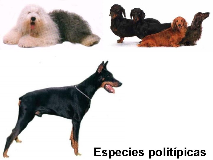 Especies politípicas 