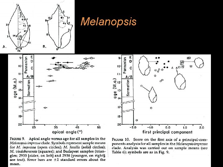 Melanopsis 